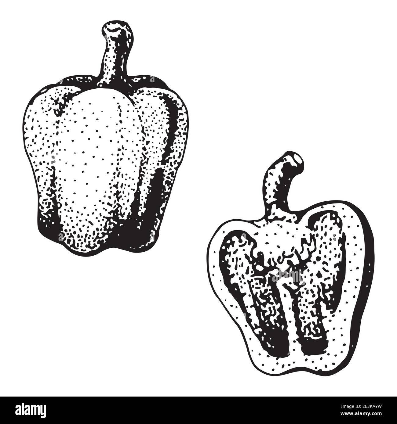 Due peperoni dolci. Immagine vintage vettoriale incisa per menu, poster, web. Isolato su sfondo bianco. Illustrazione Vettoriale