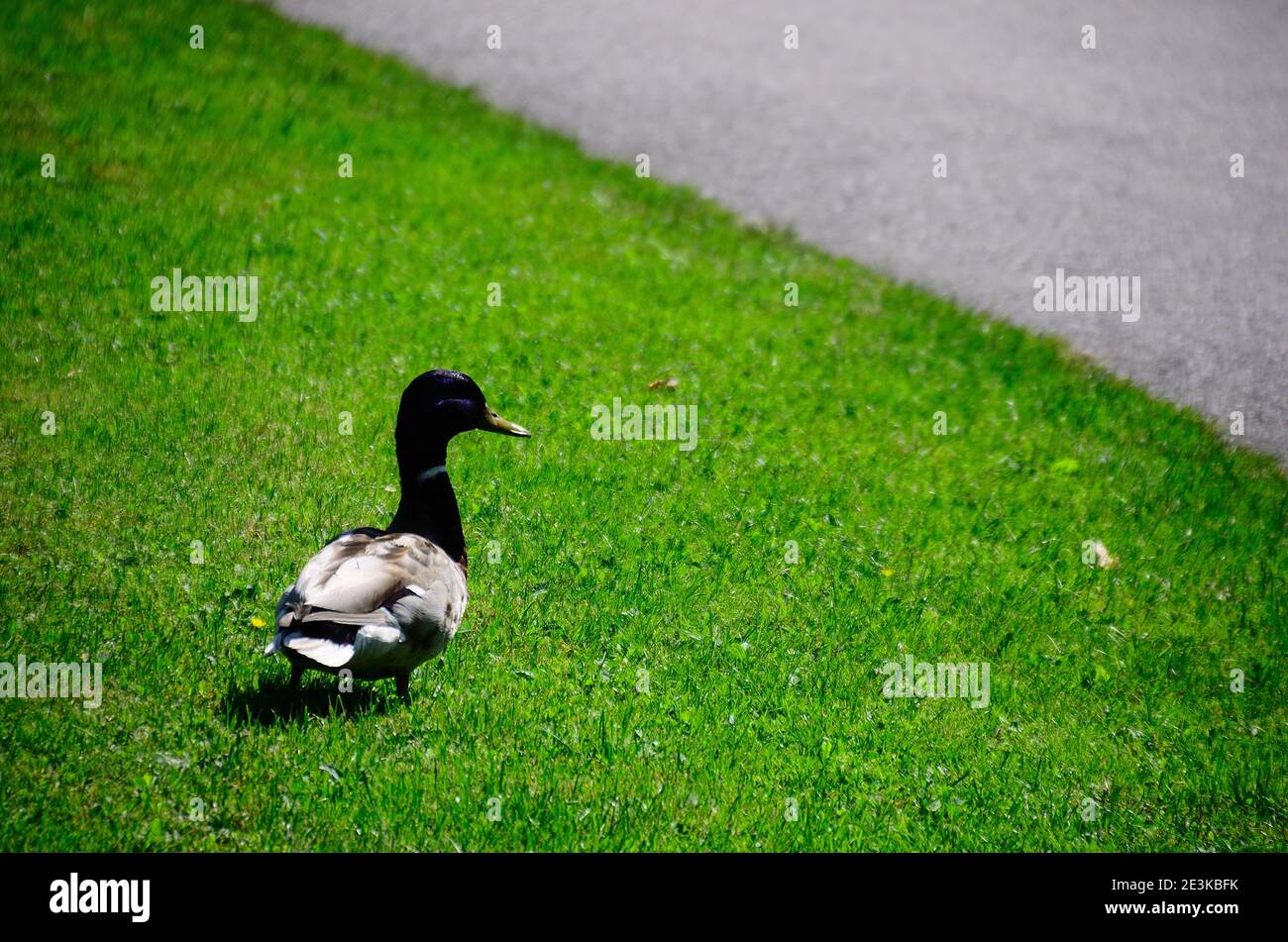 piccola anatra con erba verde e strada grigia Foto Stock