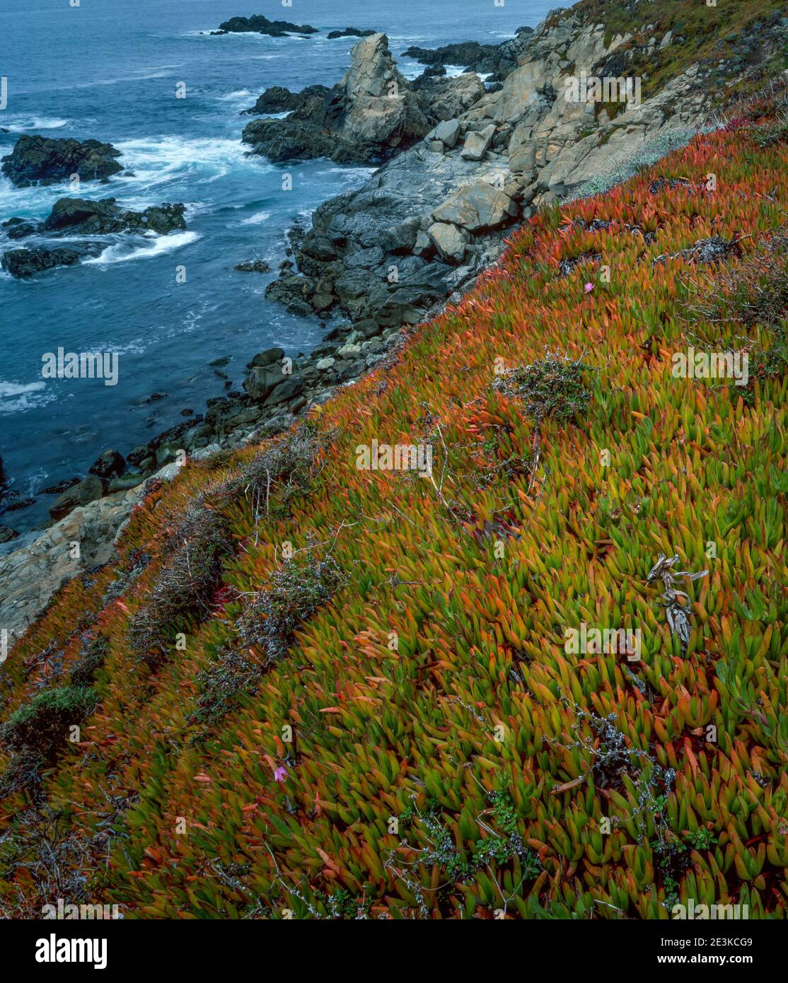 Iceplant, Garrapata state Park, Big sur, Monterey County, California Foto Stock
