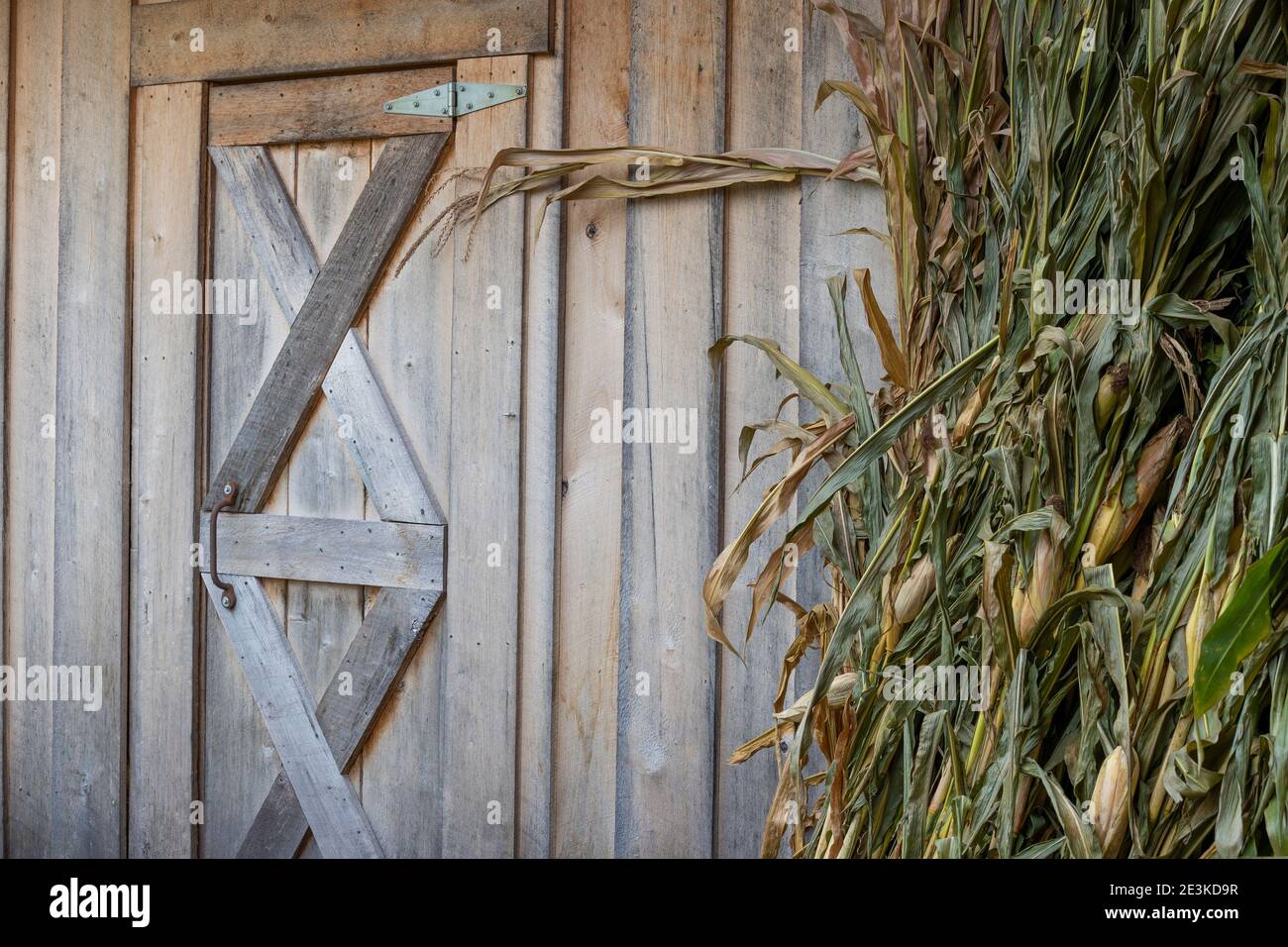 Un fascio di stock di mais si appoggia contro la parete esterna vicino una porta di un edificio in legno Foto Stock