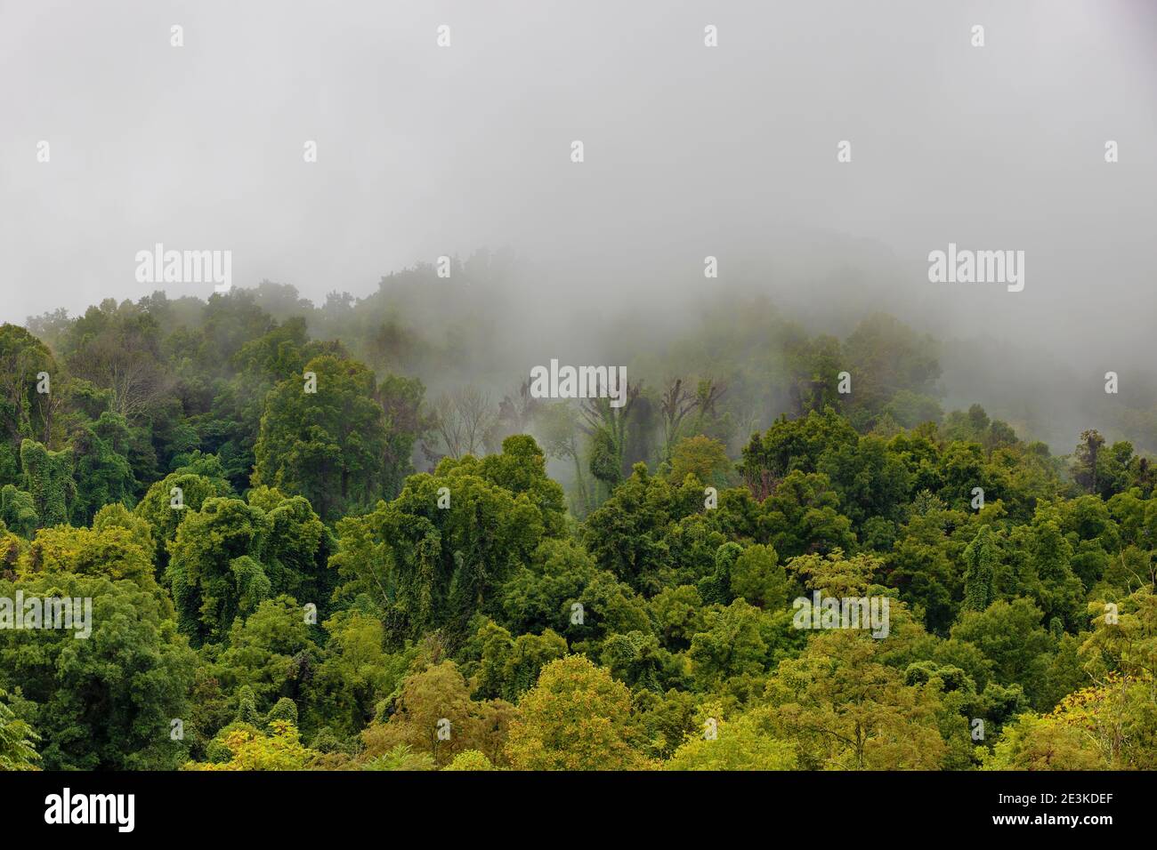 La nebbia si avvolse su una foresta di alberi nel Tennessee orientale colline Foto Stock