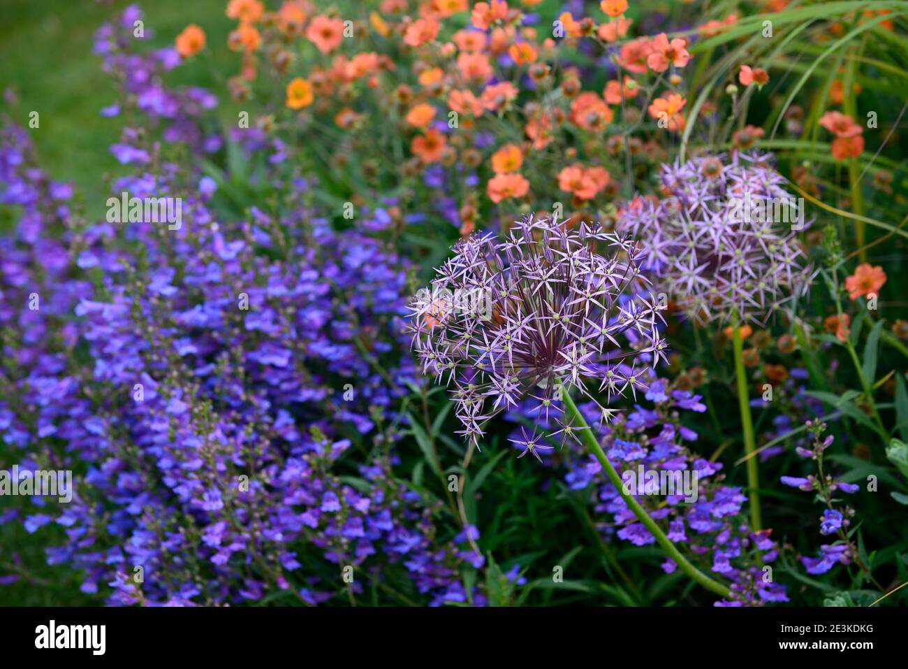 Allium Cristophii, geum totalmente tangerina, Penstemon eterophyllus celeste, arancio blu fiori viola, fioritura, misto schema di piantatura, confine misto Foto Stock