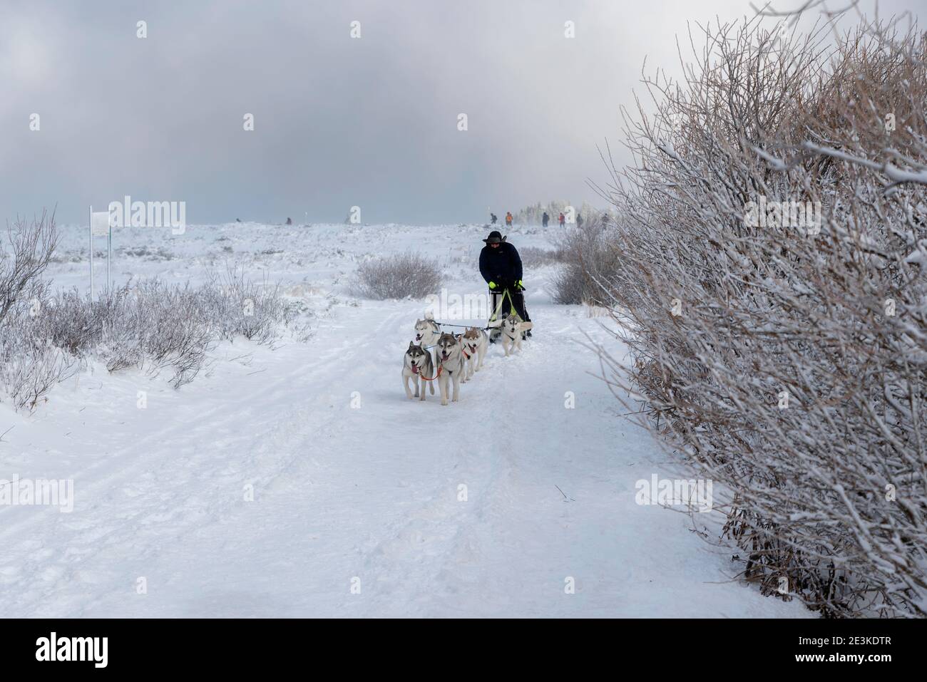 Bulgaria, Sofia, monte Vitosha, 28 dicembre 2020: Musher e i suoi cani da slitta traendo la slitta nella montagna Vitosha in un giorno soleggiato ma ventoso a Dee Foto Stock