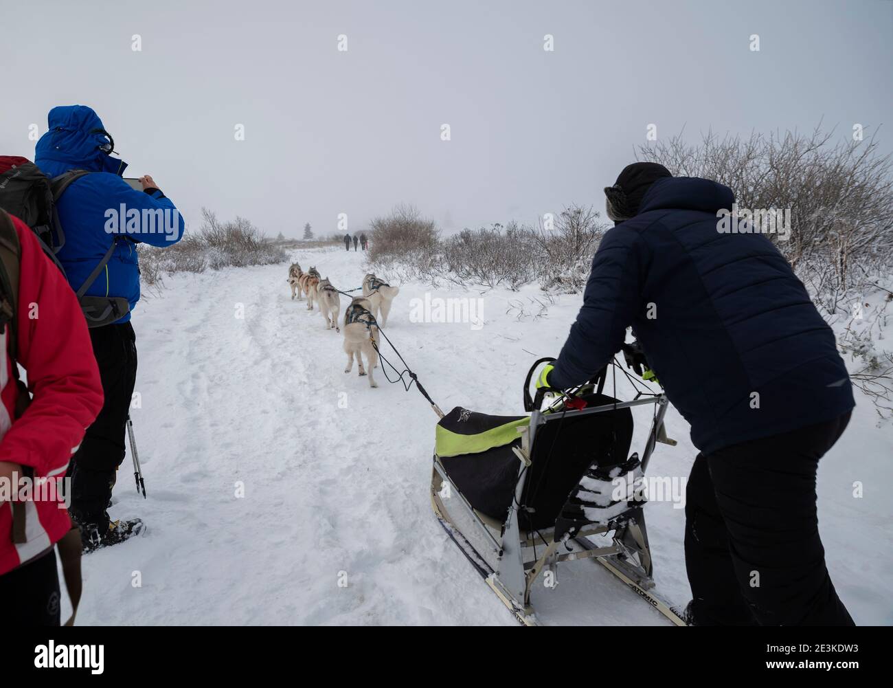 Bulgaria, Sofia, monte Vitosha, 28 dicembre 2020: Musher e i suoi cani da slitta traendo la slitta nella montagna Vitosha in un giorno soleggiato ma ventoso Foto Stock