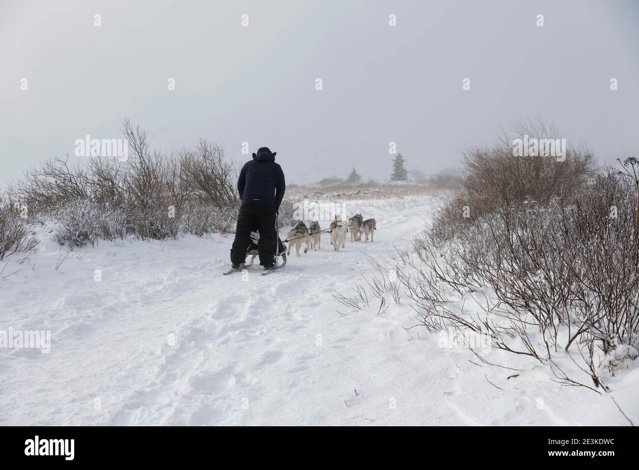 Bulgaria, Sofia, monte Vitosha, 28 dicembre 2020: Musher e i suoi cani da slitta traendo la slitta nella montagna Vitosha in un giorno soleggiato ma ventoso a Dee Foto Stock