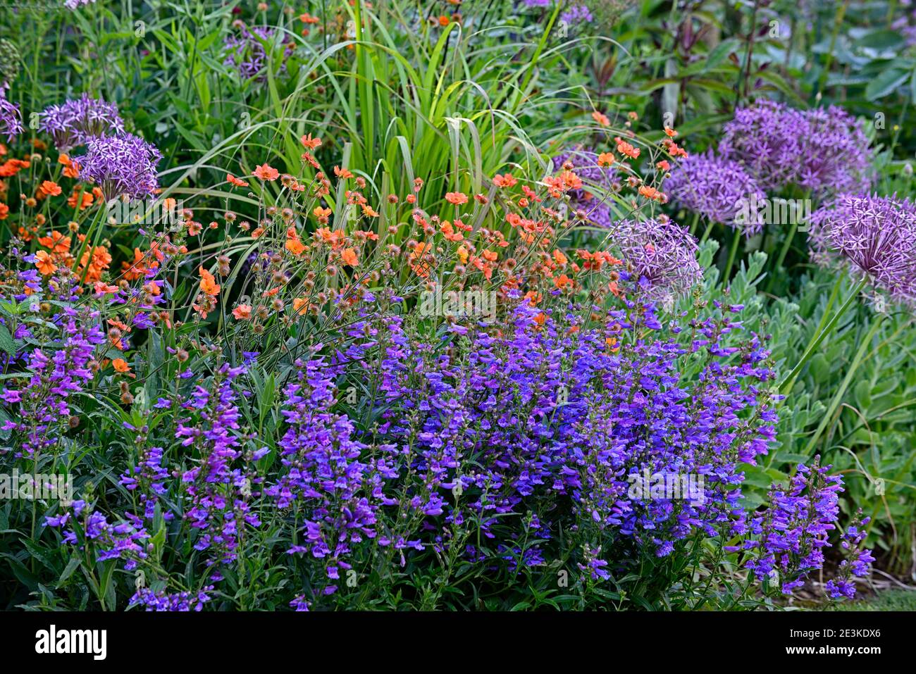 geum Totally tangerine,Allium Cristophii,Penstemon eterophyllus Heavenly Blue,arancio blu porpora fiori,fioritura,misto schema di piantatura, confine misto Foto Stock