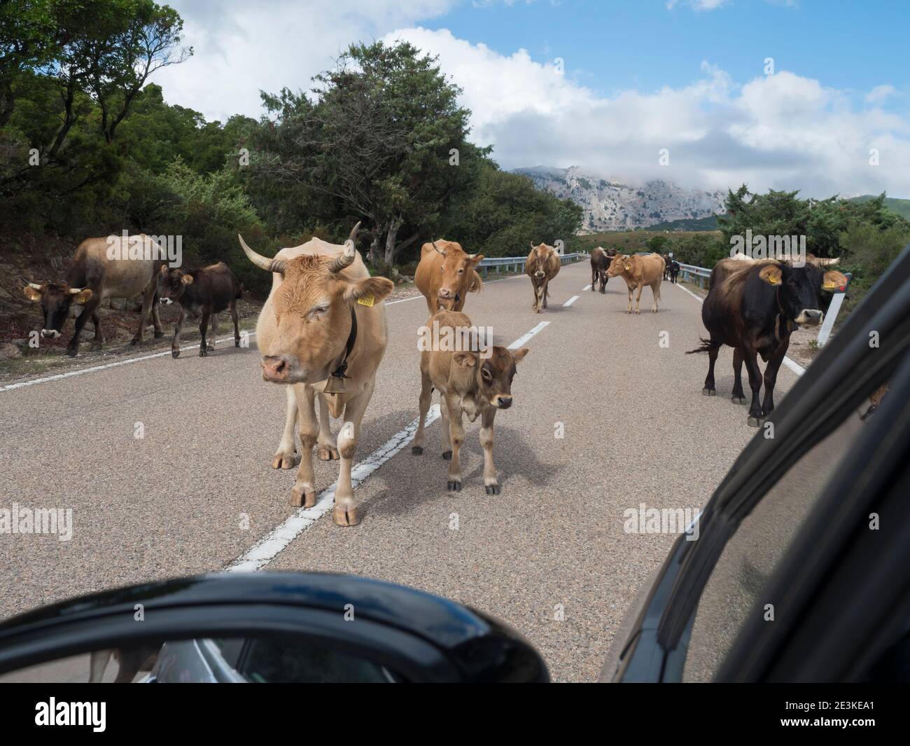 primo piano mandria di mucche con i polpacci che camminano nel mezzo della strada asfaltata vista dal finestrino dell'auto del conducente. Monti Supramonte con colline verdi Foto Stock