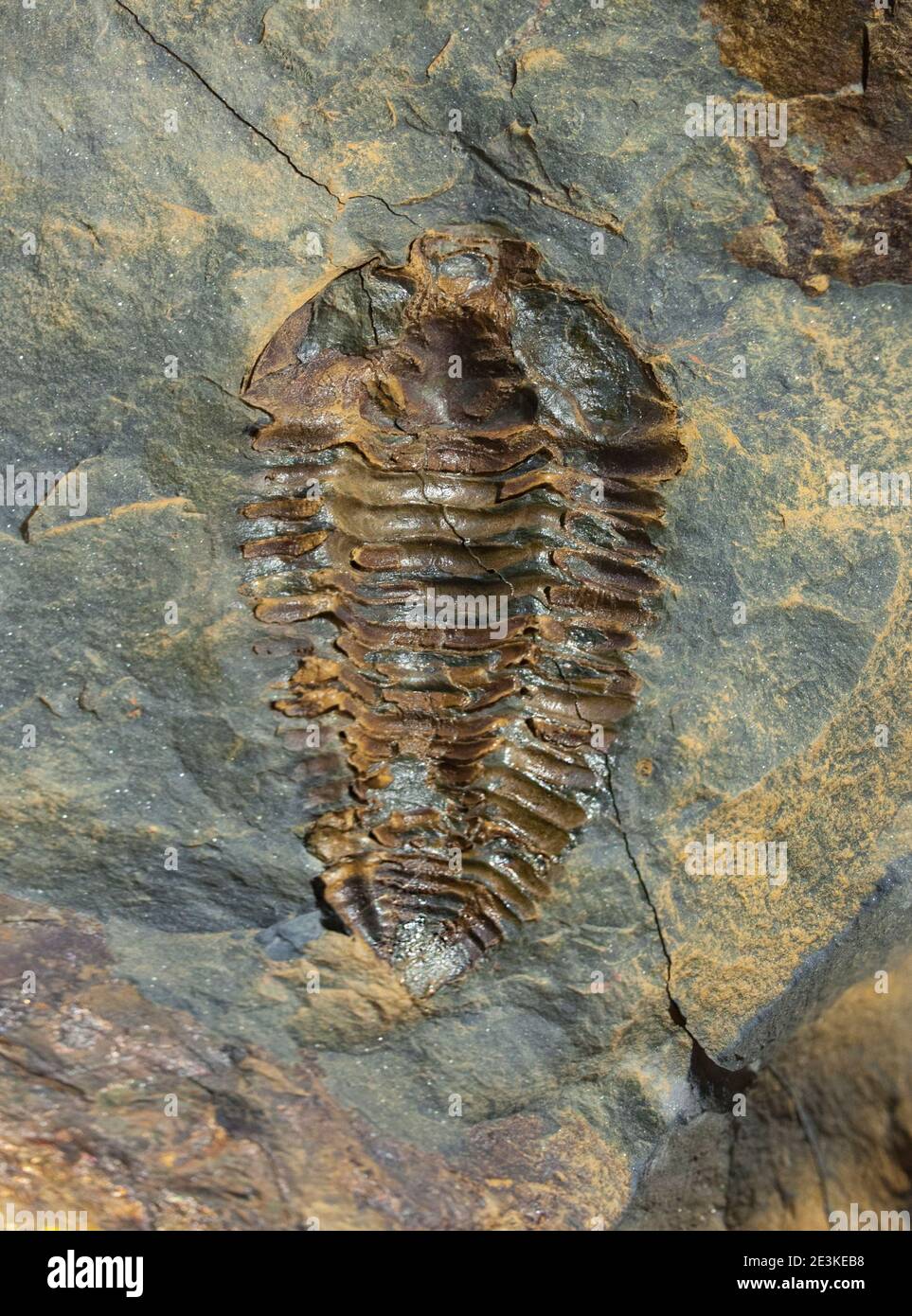 Nesuretus ovus, trilobiti fossili del Medio Ordoviciano. Vista dall'alto Foto Stock