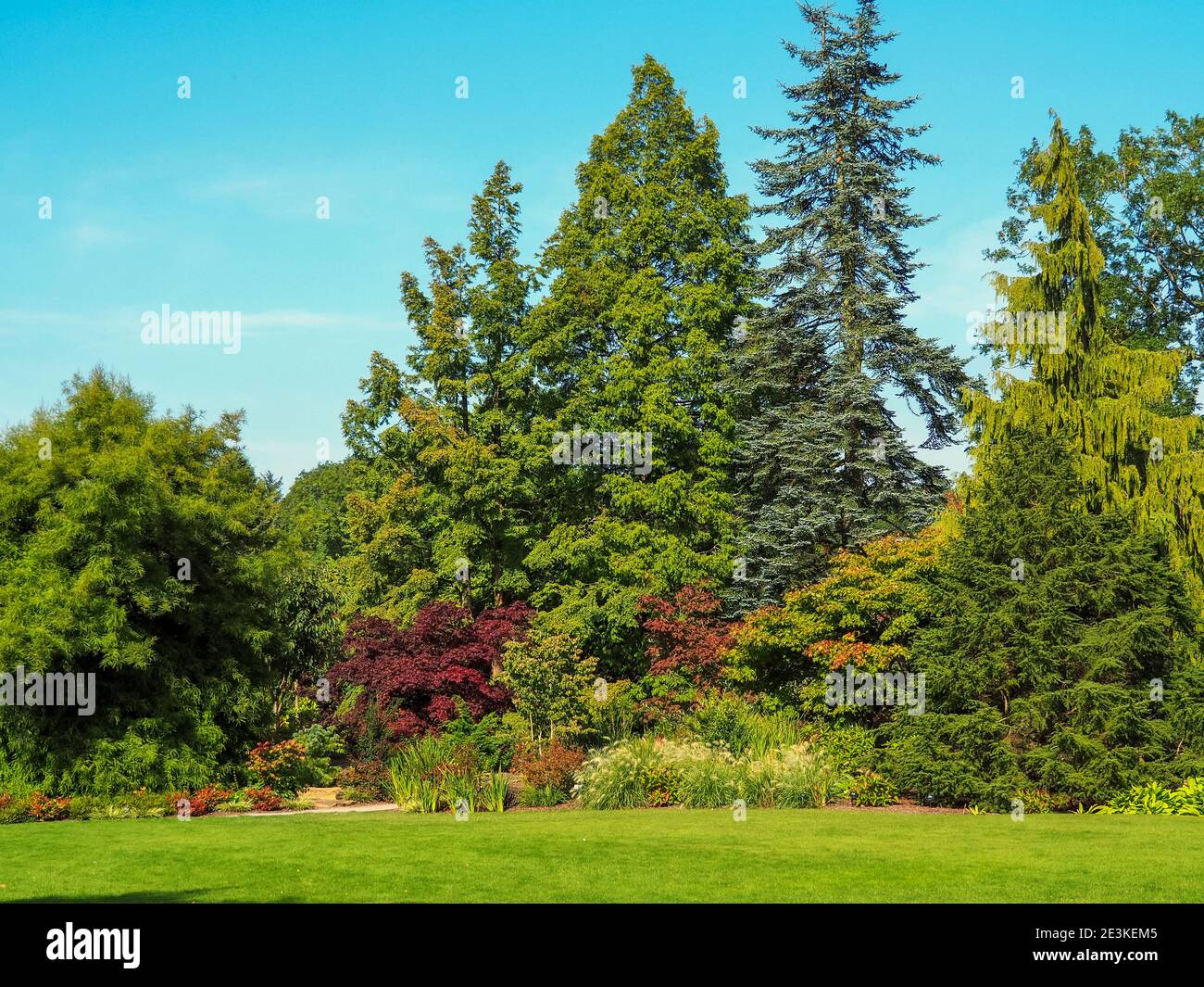 Bellissimo gruppo di alberi e un prato in erba in un giardino estivo Foto Stock