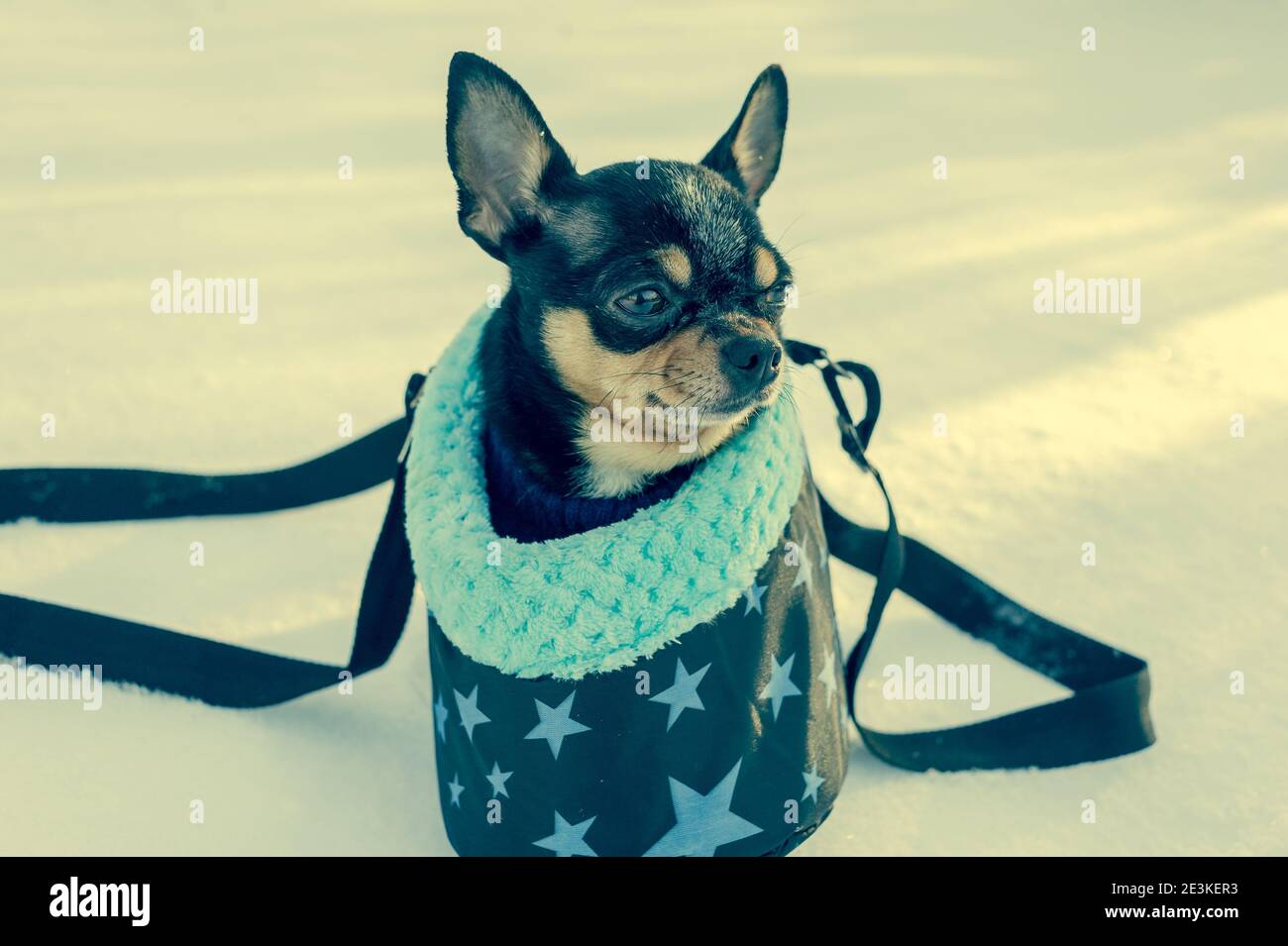 Cane Chihuahua in una borsa in inverno. Chihuahua in una borsa da trasporto per  cani in inverno. Concetto invernale Foto stock - Alamy