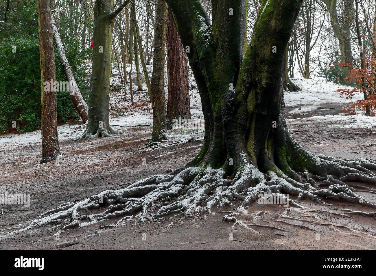 Il Woodland Trust è il principale ente benefico del Regno Unito dedicato esclusivamente alla conservazione del patrimonio boschivo nativo. Il Trust è proprietario e mantiene Foto Stock