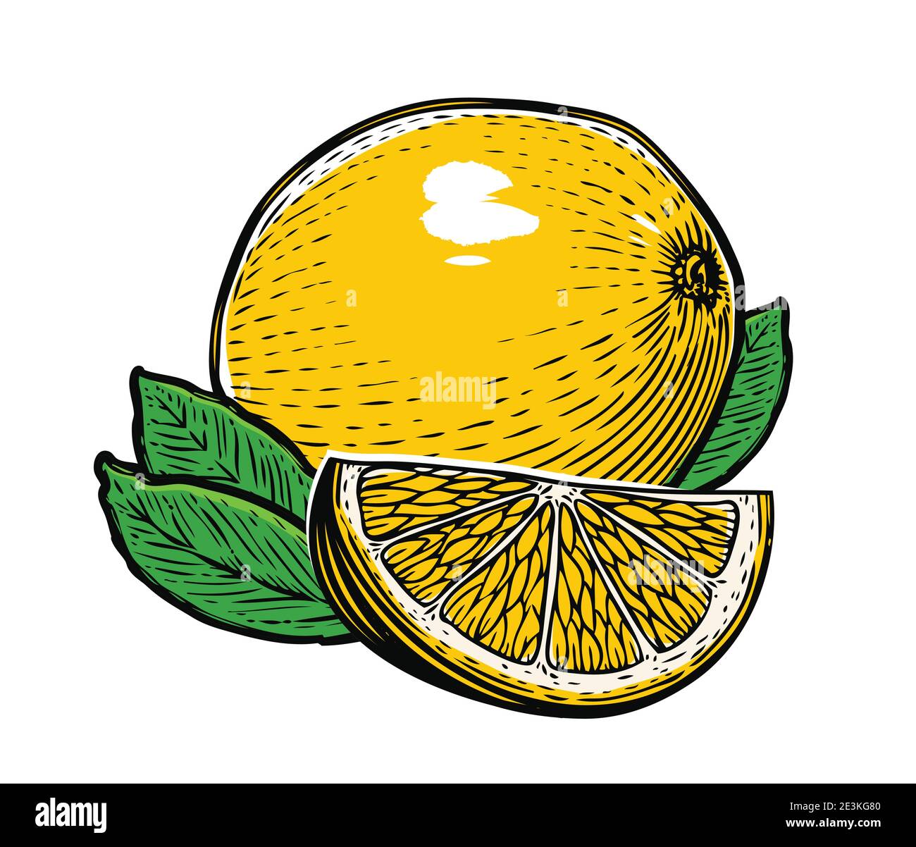 Limone con foglie isolate su sfondo bianco. Illustrazione vettoriale prodotto naturale, frutta Illustrazione Vettoriale
