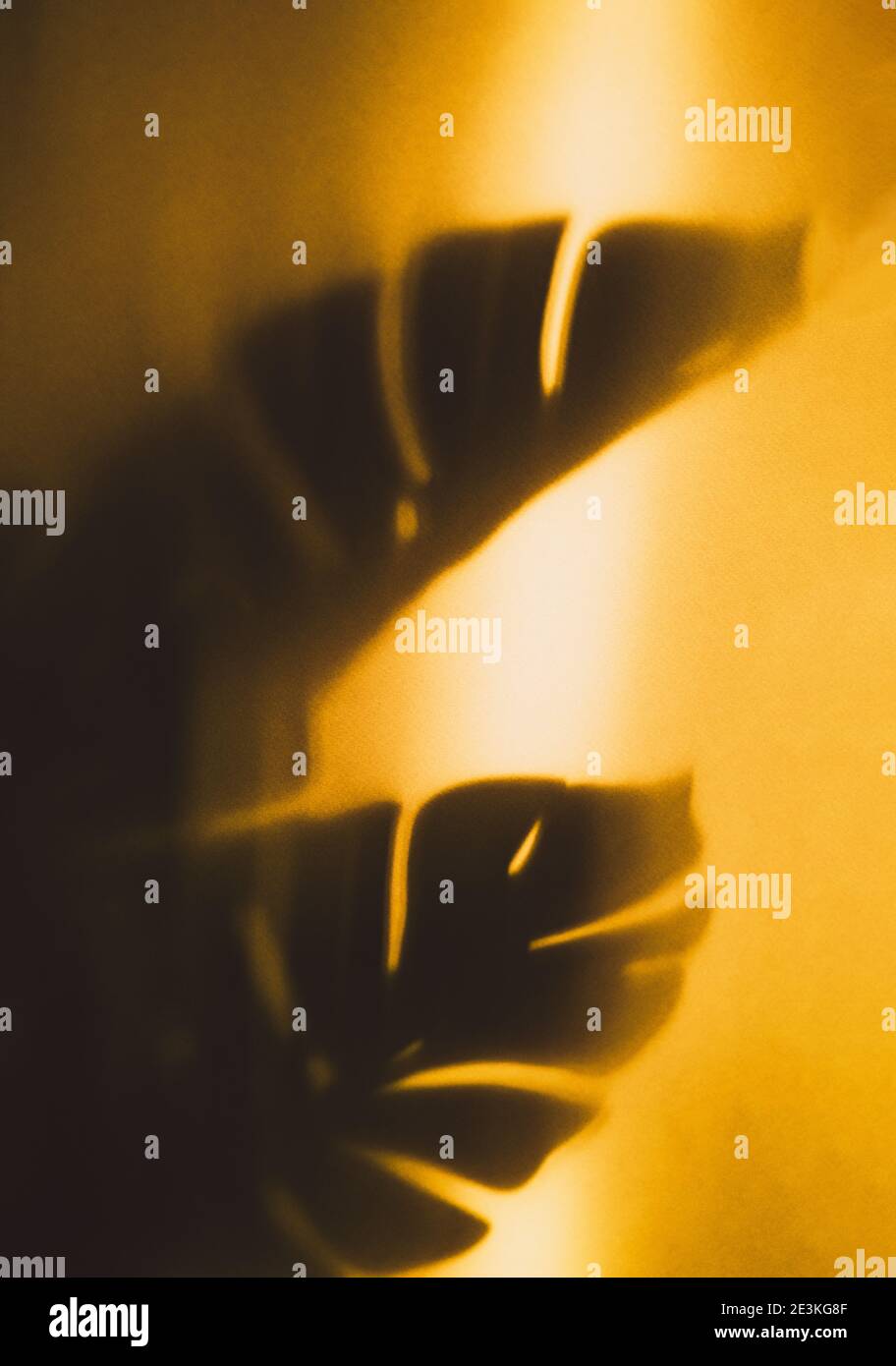 Astratta ombra sfocata di foglie grigie della pianta di Monstera su sfondo giallo sotto il sole. Foto Stock