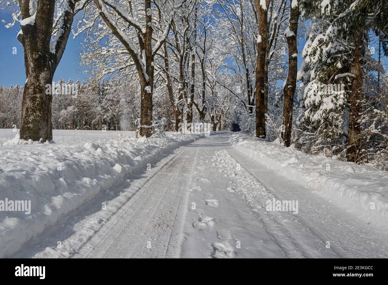 Strada coperta di neve nella foresta nera Germania, che conduce attraverso un viale alberato. Foto Stock
