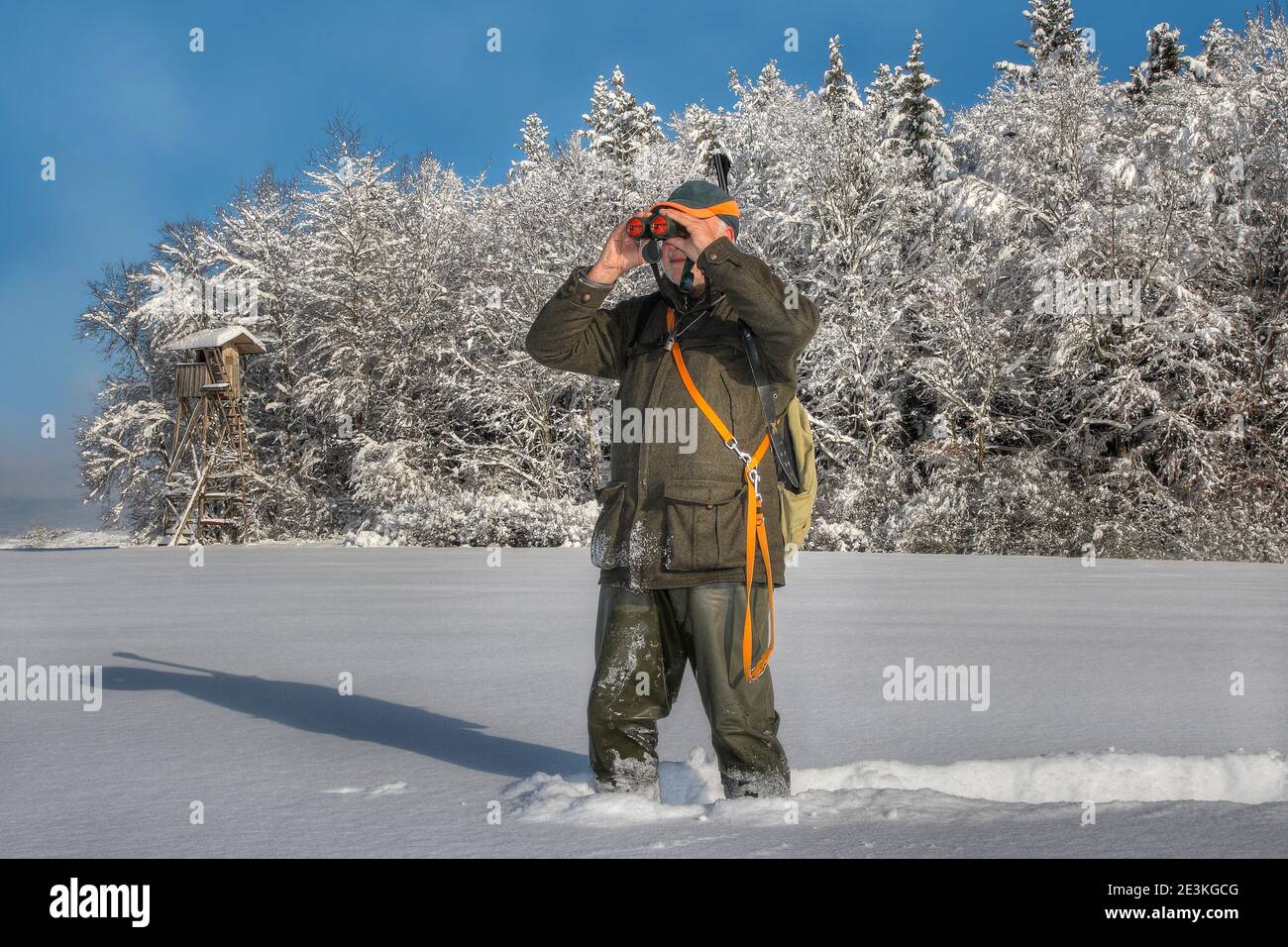 In una bella mattinata invernale, un cacciatore si trova nella neve profonda di fronte al suo alto pulpito di caccia e osserva la sua zona di caccia con il suo binocolo. Foto Stock