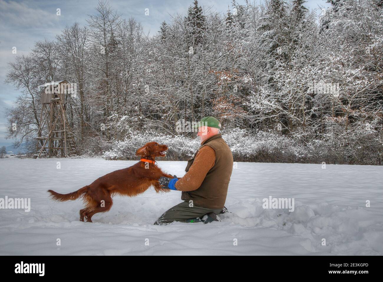 Un cacciatore gioca felicemente con il suo giovane cane da caccia Irish Setter nella neve di fronte al suo pulpito di caccia. Foto Stock