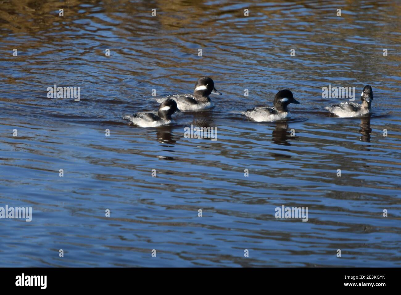 Quattro anatre Bufflehead femminili che guastano nelle acque paludose di Assateague Parco nazionale Foto Stock