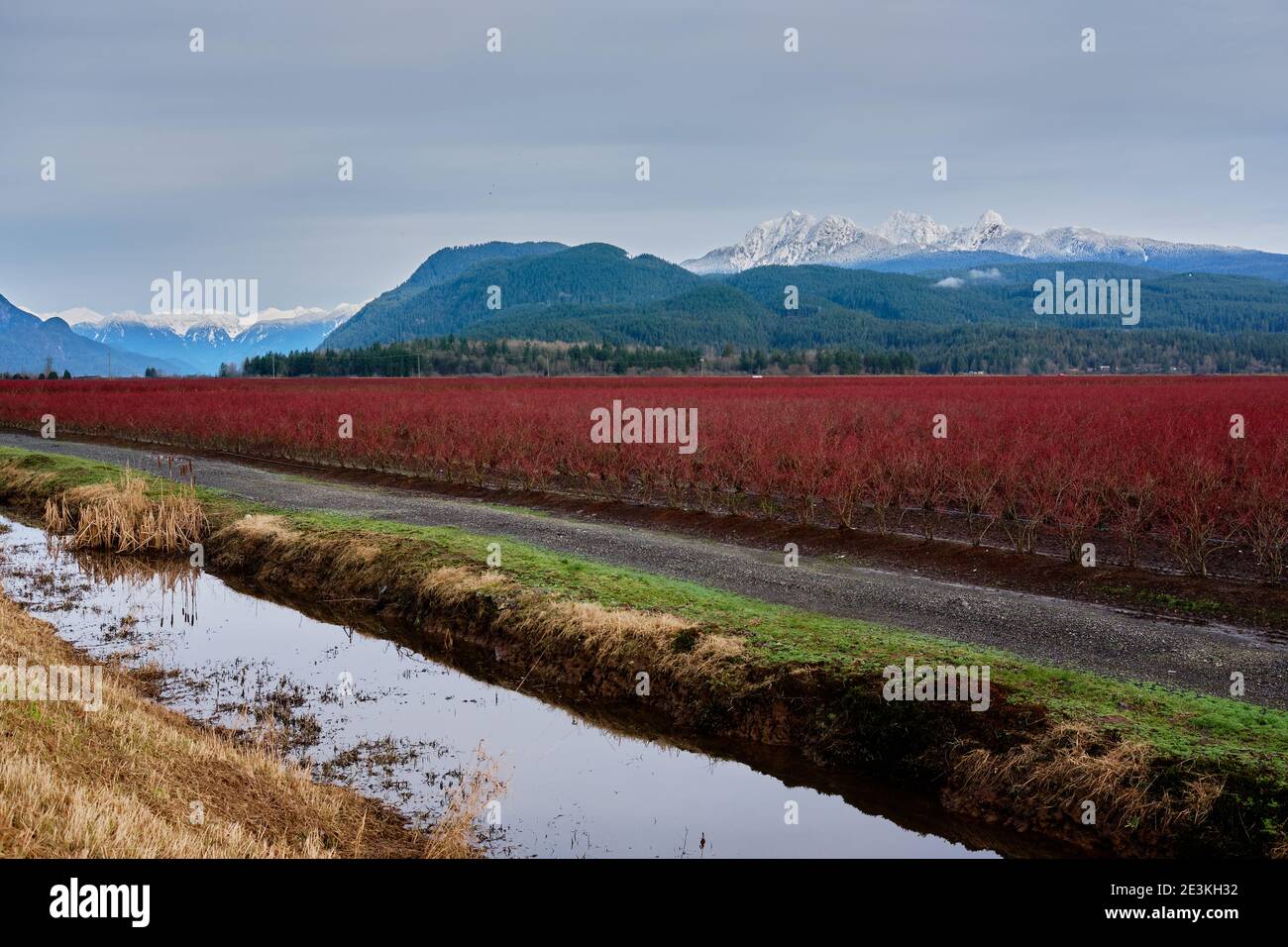 Con uno sfondo di Golden Ears Mountain ricoperta di neve, arbusti di mirtillo si illuminano di rosso sotto nuvoloso, luce diffusa invernale. Pitt Meadows, British Columbia, Canada Foto Stock