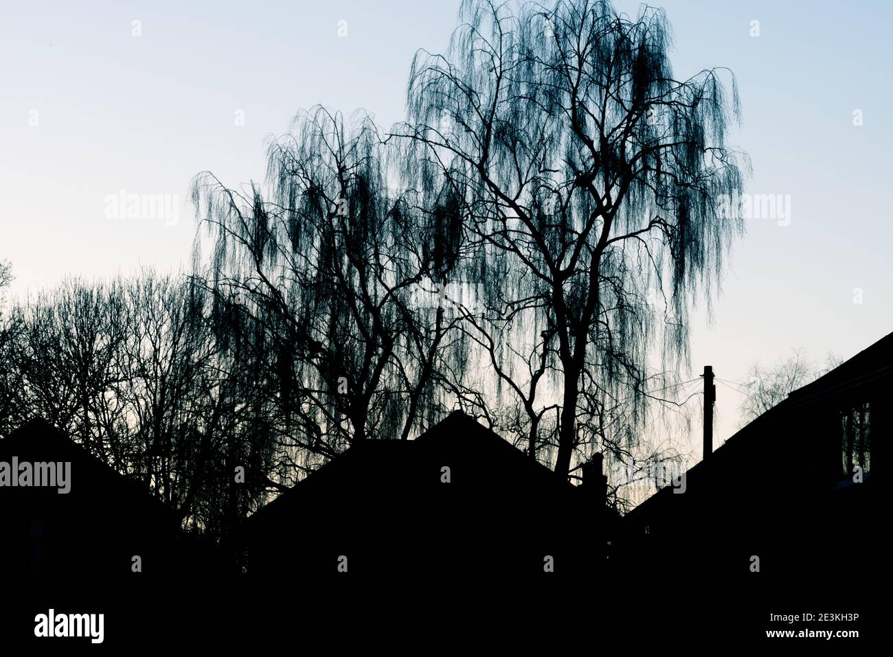 Alberi silhouetted ed edifici di esterni della casa al crepuscolo sopra una serata limpida Foto Stock