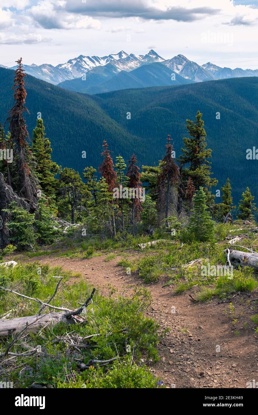 Sopra gli alberi sul Dry Ridge Trail di Manning Park con vista sulle vette glaciate in lontananza. BC, Canada Foto Stock