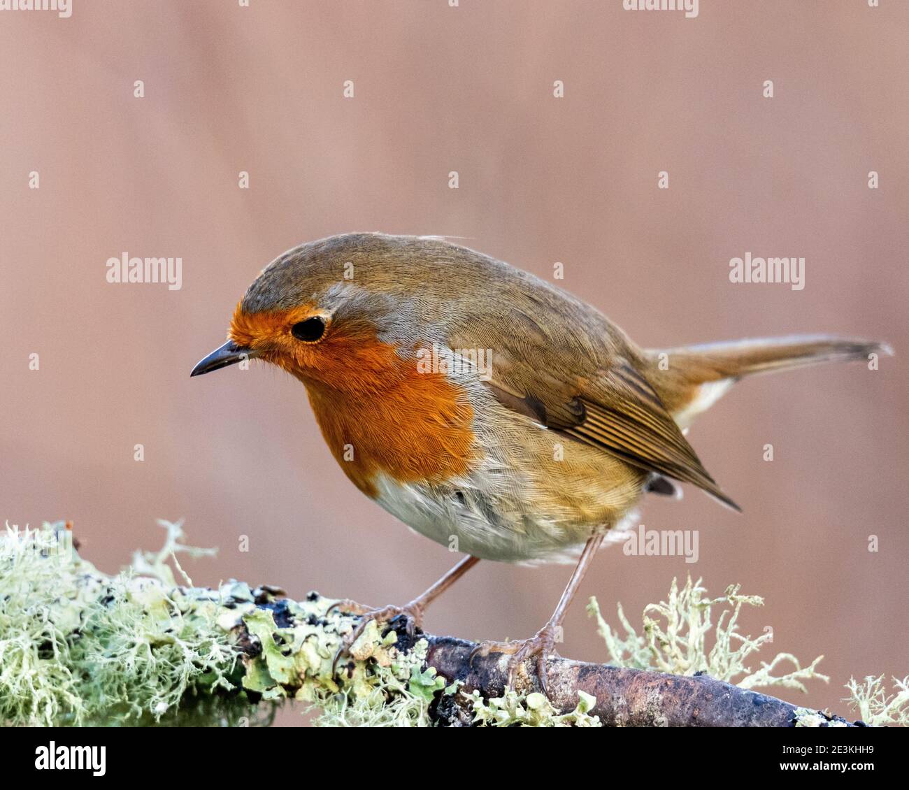 Rapina europea (Erithacus rufecula) Foto Stock Rapina europea (Erithacus rufecula) Foto Stock