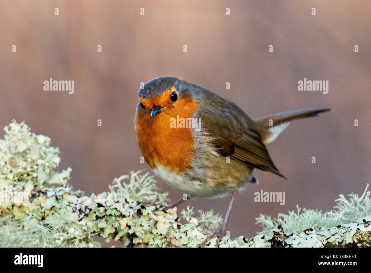 Rapina europea (Erithacus rufecula) Foto Stock Rapina europea (Erithacus rufecula) Foto Stock