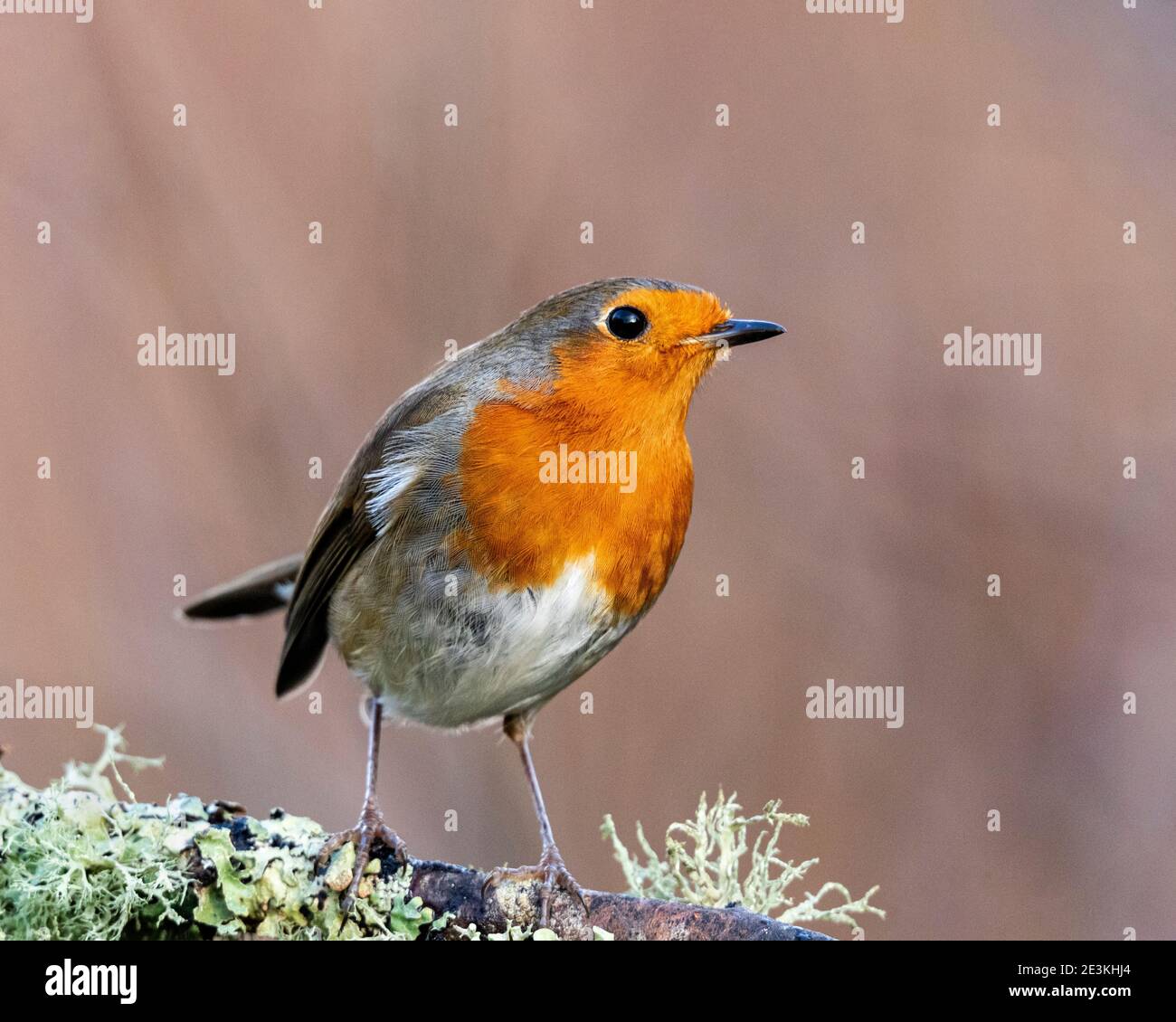 Rapina europea (Erithacus rufecula) Foto Stock Rapina europea (Erithacus rufecula) Foto Stock