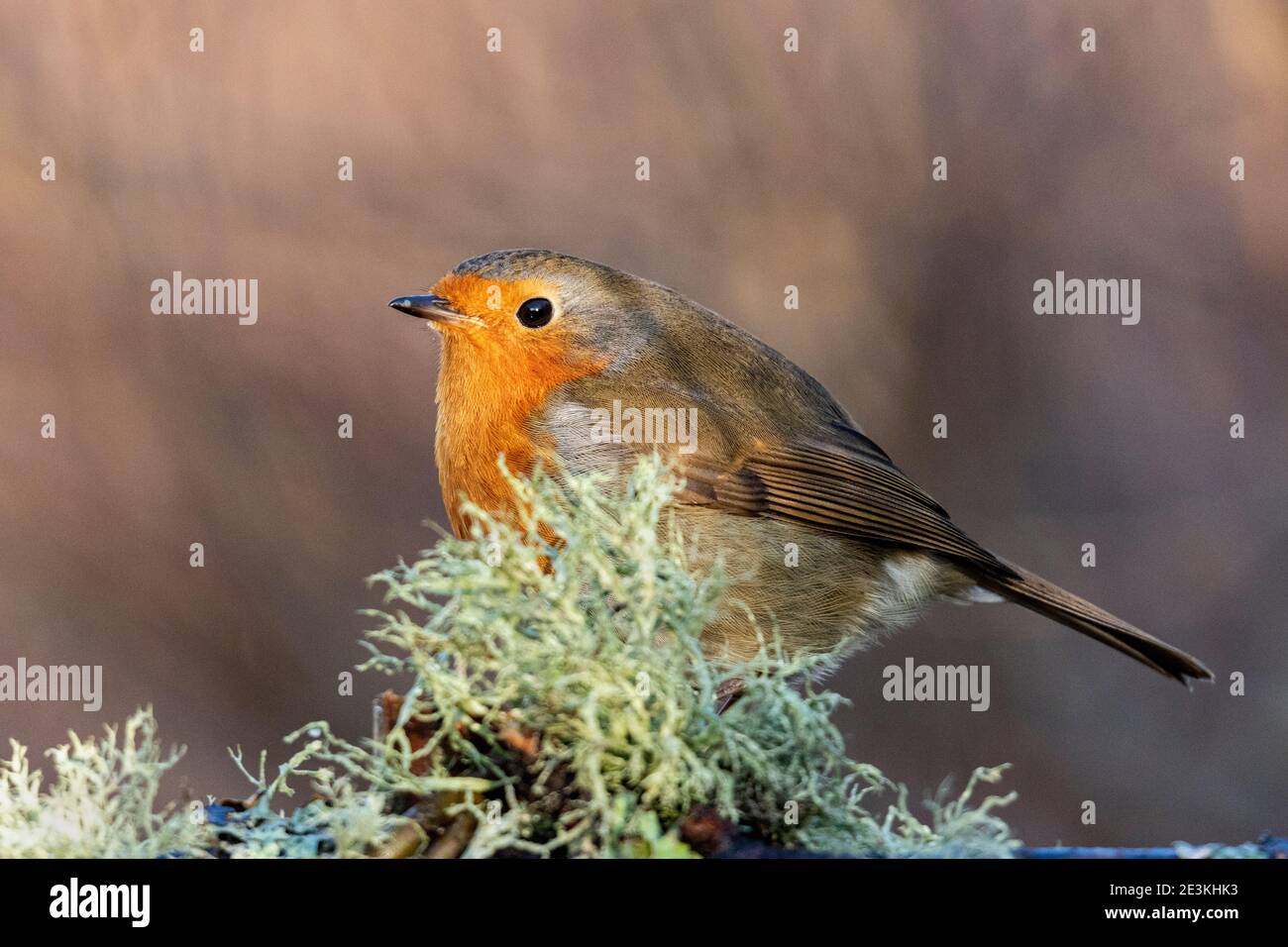Rapina europea (Erithacus rufecula) Foto Stock Rapina europea (Erithacus rufecula) Foto Stock