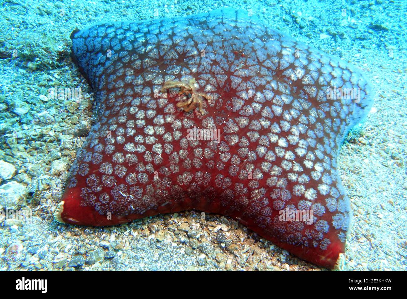 Culcita novaeguineae Großer Kissenseestern, Östlicher Kissen-Seestern, Neuguinea-Kissenstern, Via Lembeh, Sulawesi, Indonesien, Bitung Foto Stock