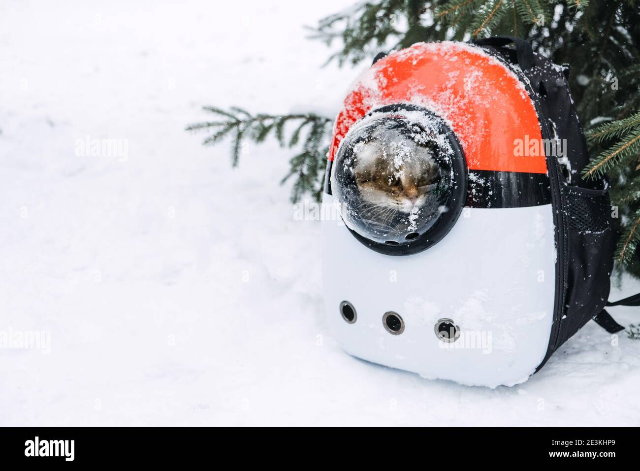 Cat in PET Carrier zaino in inverno parco, foresta. Porta-zaino Bubble per cappelli, approvato per le compagnie aeree, progettato per viaggi, escursioni, passeggiate e. Foto Stock