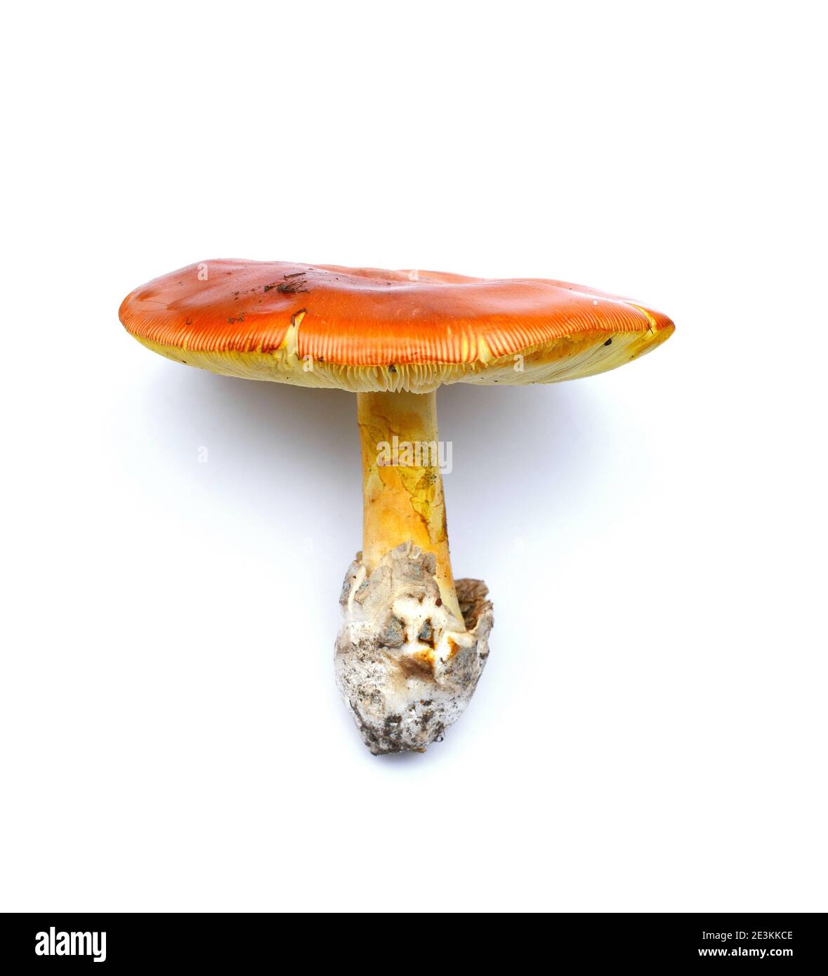Funghi isolati. Blagva. Primo piano di Amanita Cesarea funghi isolati su sfondo vhite. Funghi Caesars. In Francia noto come Roi de Champign Foto Stock