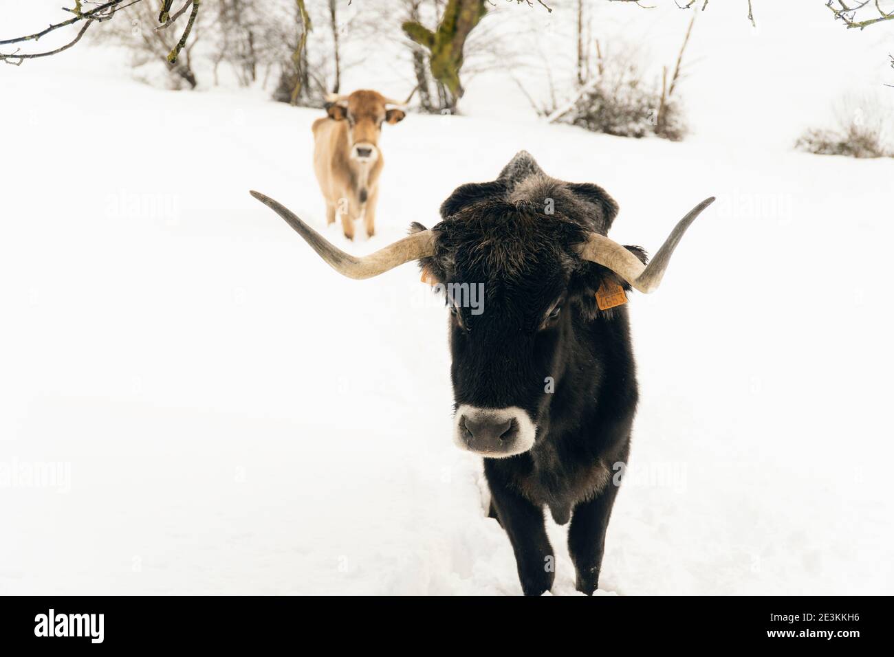 Mucche sulla neve in montagna nel nord della Spagna Foto Stock