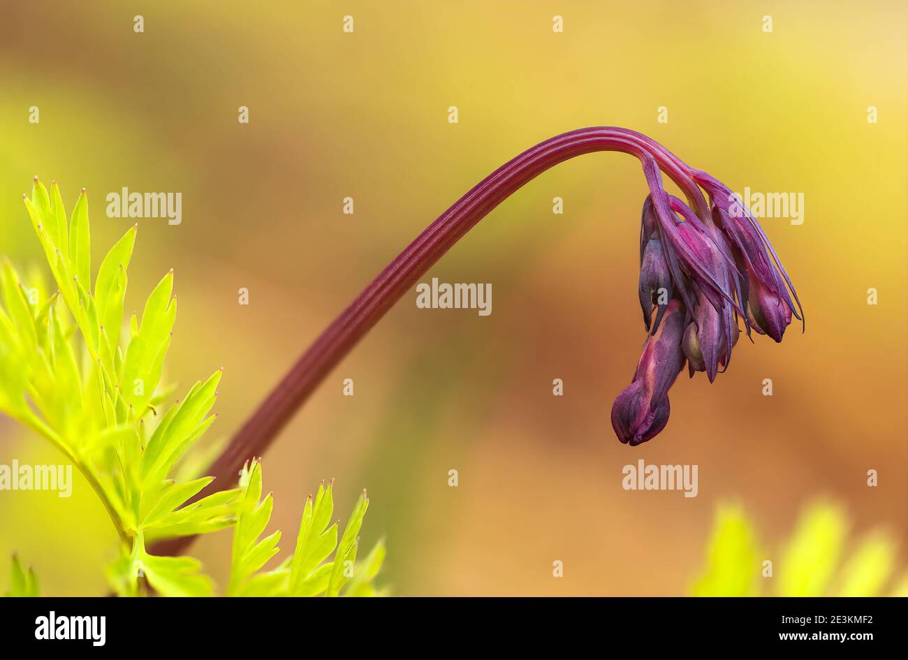 Wild Bleeding Hearts vicino Halifax, Nuova Scozia, Canada. Foto Stock