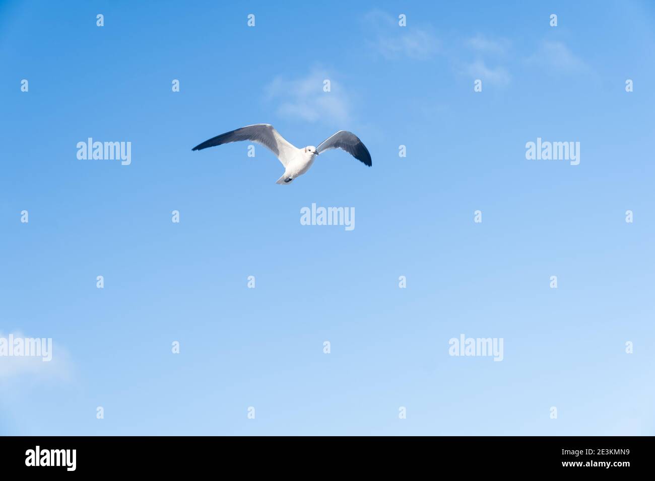 Seagull isolato con grazia volare nei cieli blu di Miami Beach. Foto Stock