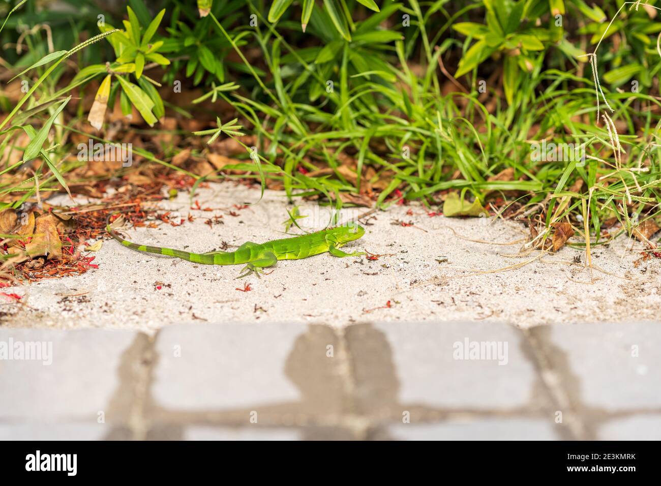 Un piccolo Lizard verde che si sfreccia in sole. Foto Stock