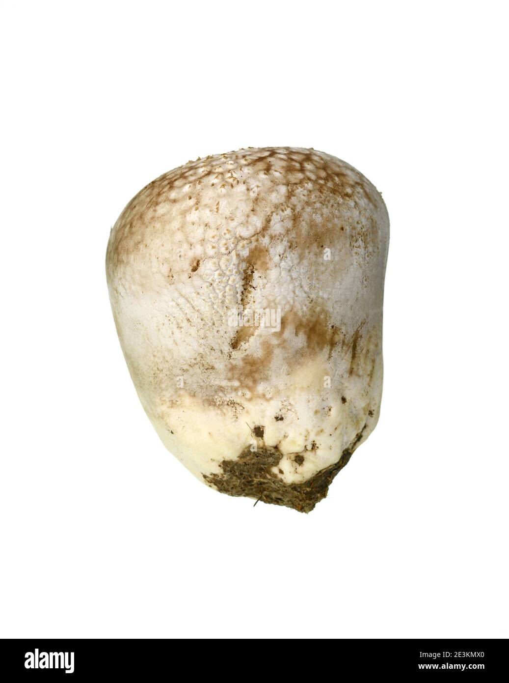 Funghi puffball comune (Lycoperdon perlatum) isolato su sfondo bianco. Foto Stock