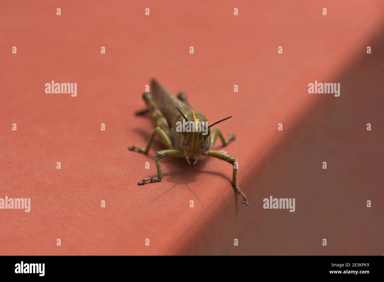 Closeup di un plorans di Eyprepocnemis (grasshopper piangente) situato su una superficie marrone Foto Stock