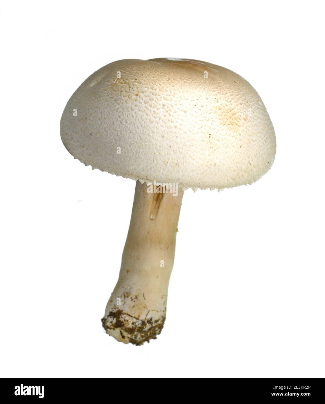 Agaricus arvensis comunemente conosciuto come il fungo del cavallo. Foto Stock