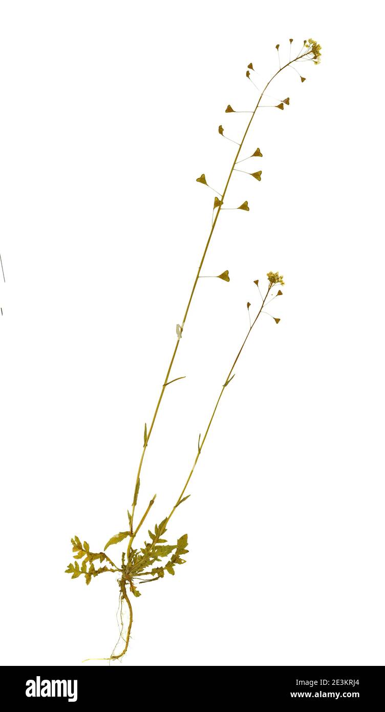 Fiore pressato ed essiccato e foglie verdi intagliate potentilla anserine, isolate su sfondo bianco. Per l'uso in scrapbooking, floristry o erbario. Foto Stock