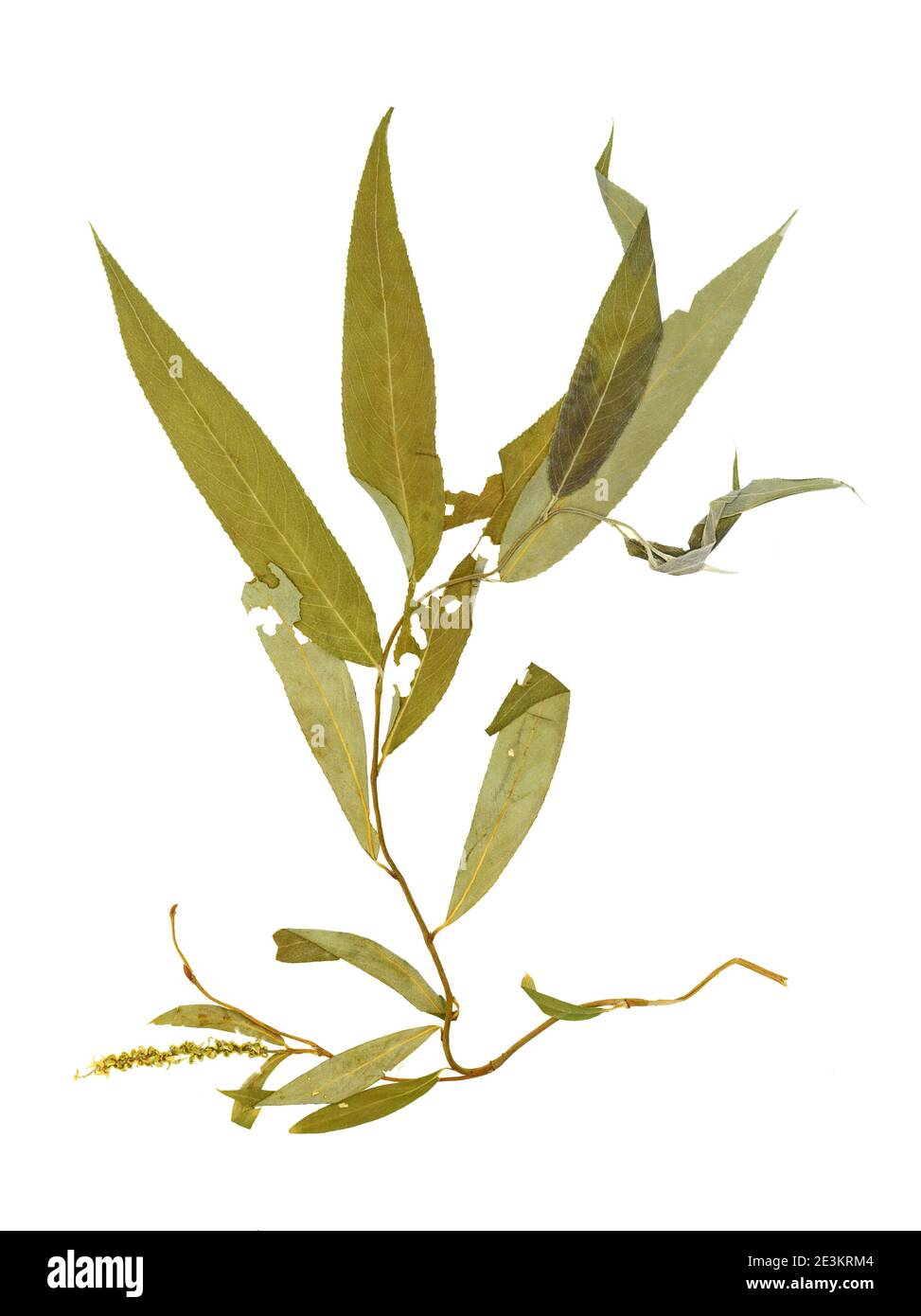 Cicalino (Salix x x matsudana Scarcuzam). Conosciuto anche come il salice di Hankow e il salice di Pechino. Erbario con pigiato secco su dorso bianco Foto Stock