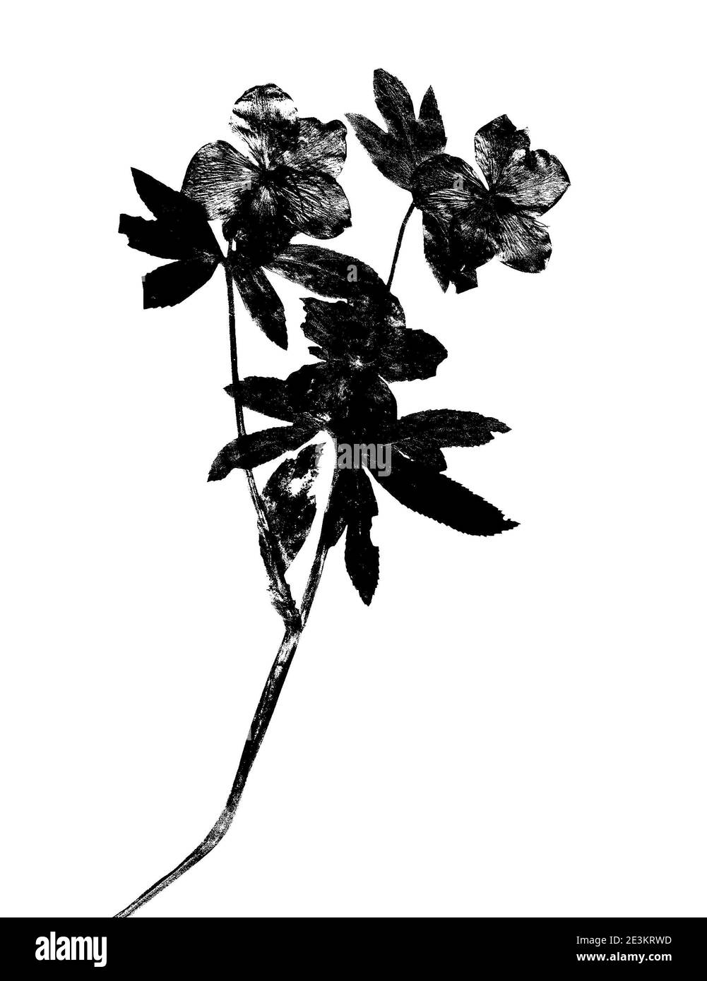 Fiori e foglie pressati e essiccati isolati su sfondo bianco. Erbario con piante pressate secche su sfondo bianco. Helleborus L. Foto Stock