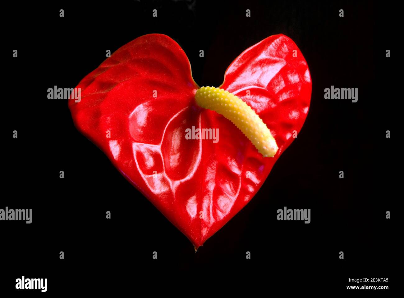 Anthurium singolo Anthraeanum fiore su sfondo nero Foto Stock