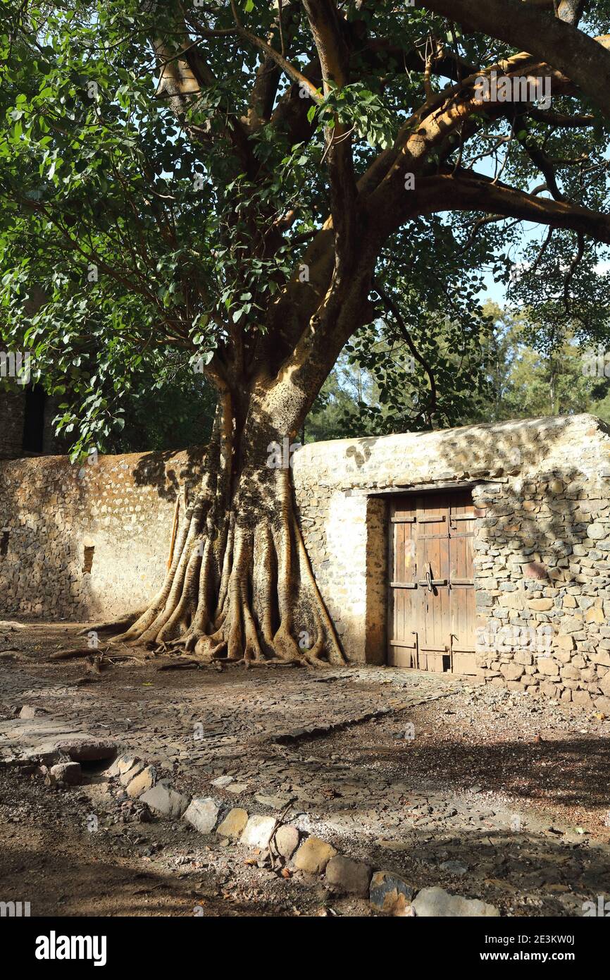 Le radici di un albero di gaint si stellano la parete di cortile di pietra che circonda il bagno di Fasiledes a Gonder, Etiopia. Foto Stock