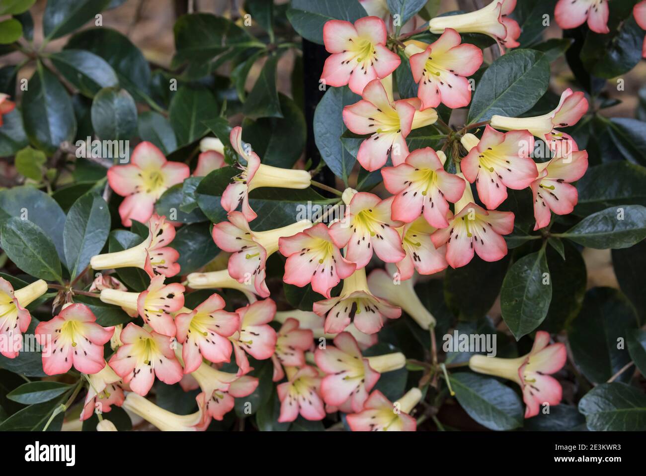 Rhododendron varietà pianta in fiore Foto Stock