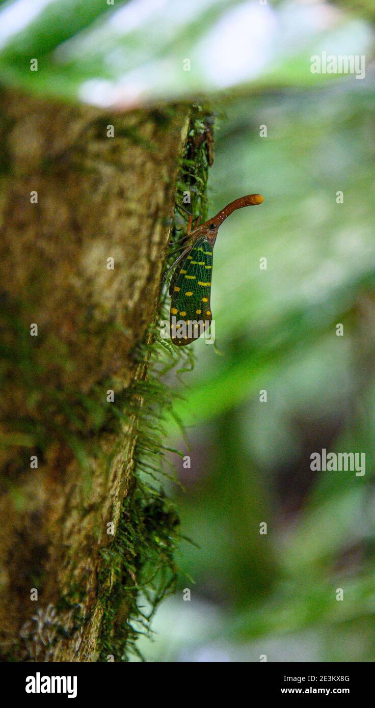 tramoggia di pianta dal naso lungo contro un tronco di albero Foto Stock