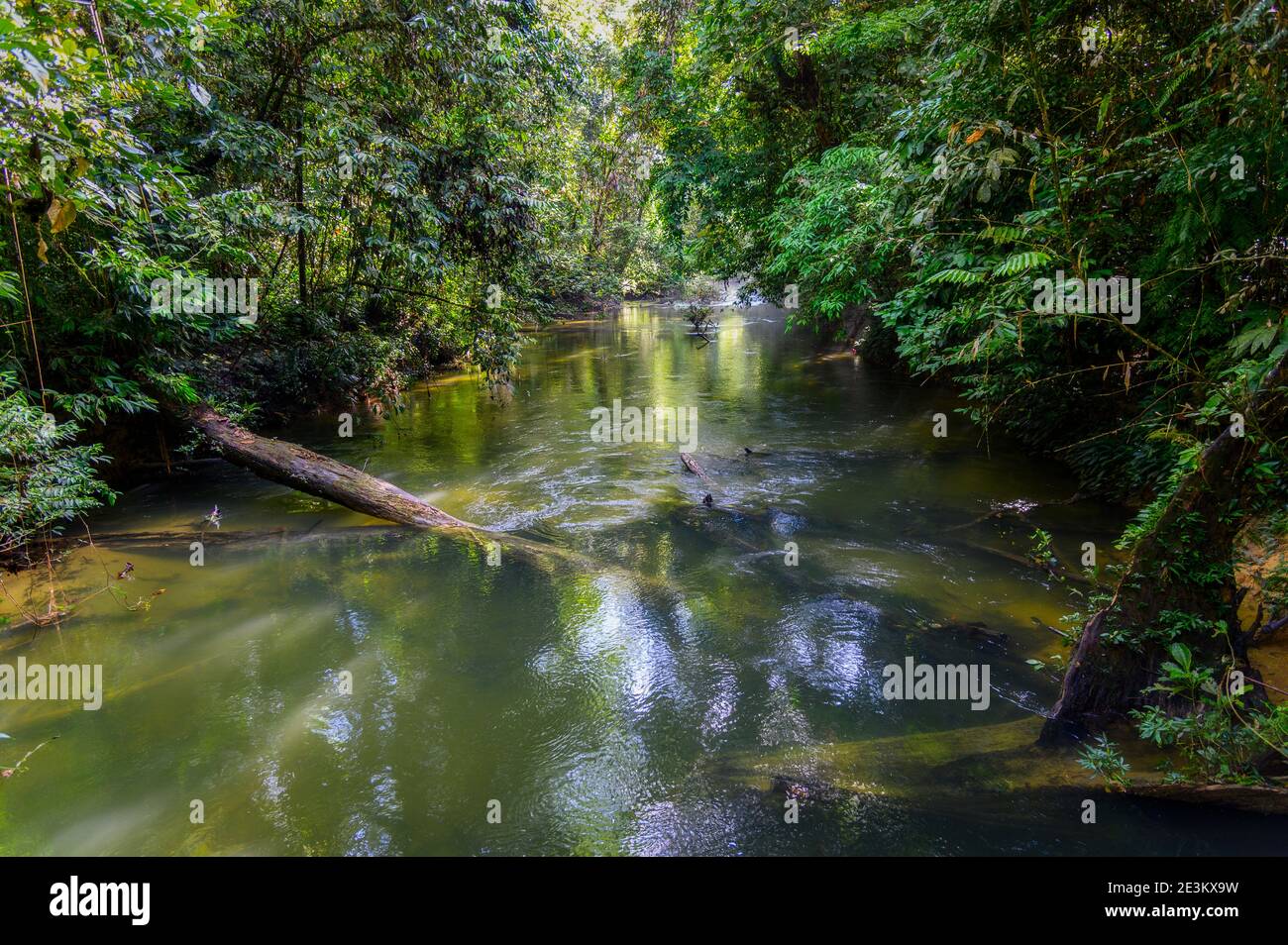 Foresta pluviale e ruscello paludato Foto Stock