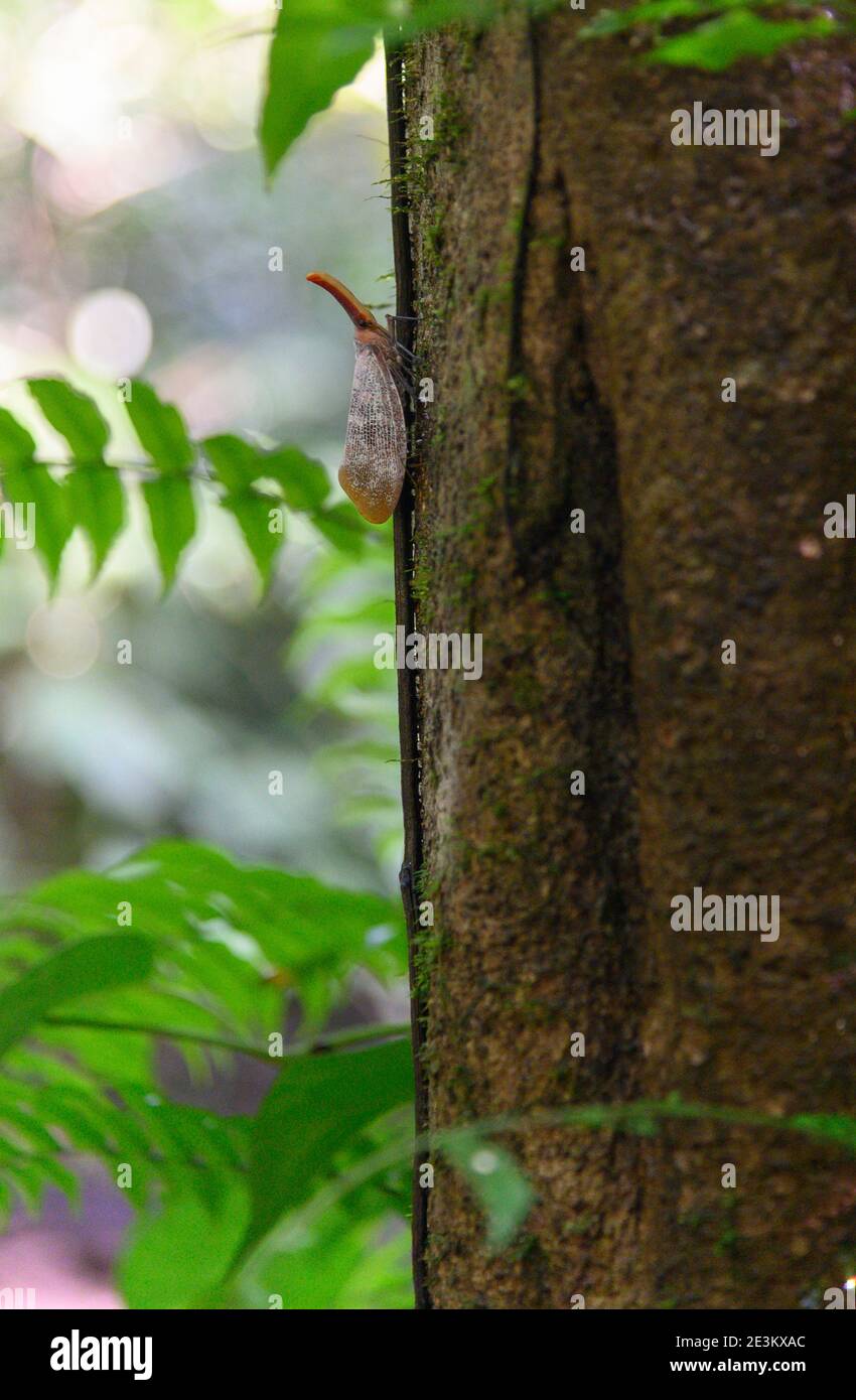 tramoggia di pianta dal naso lungo contro un tronco di albero Foto Stock