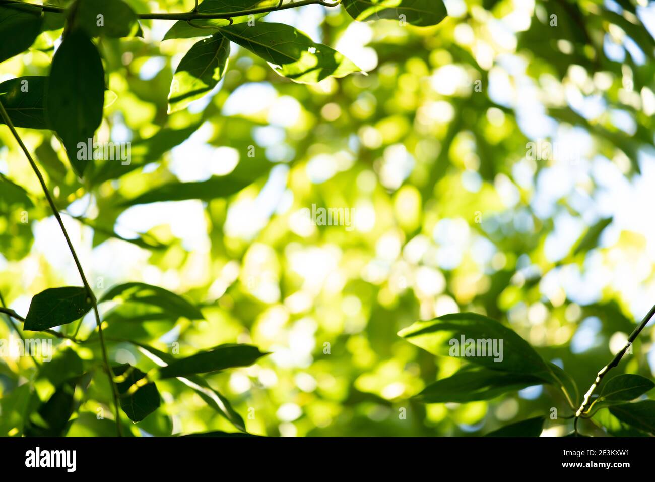 Avocado foglie sfondo. Piantagioni di avocado biologico a Málaga, Andalusia, Spagna Foto Stock