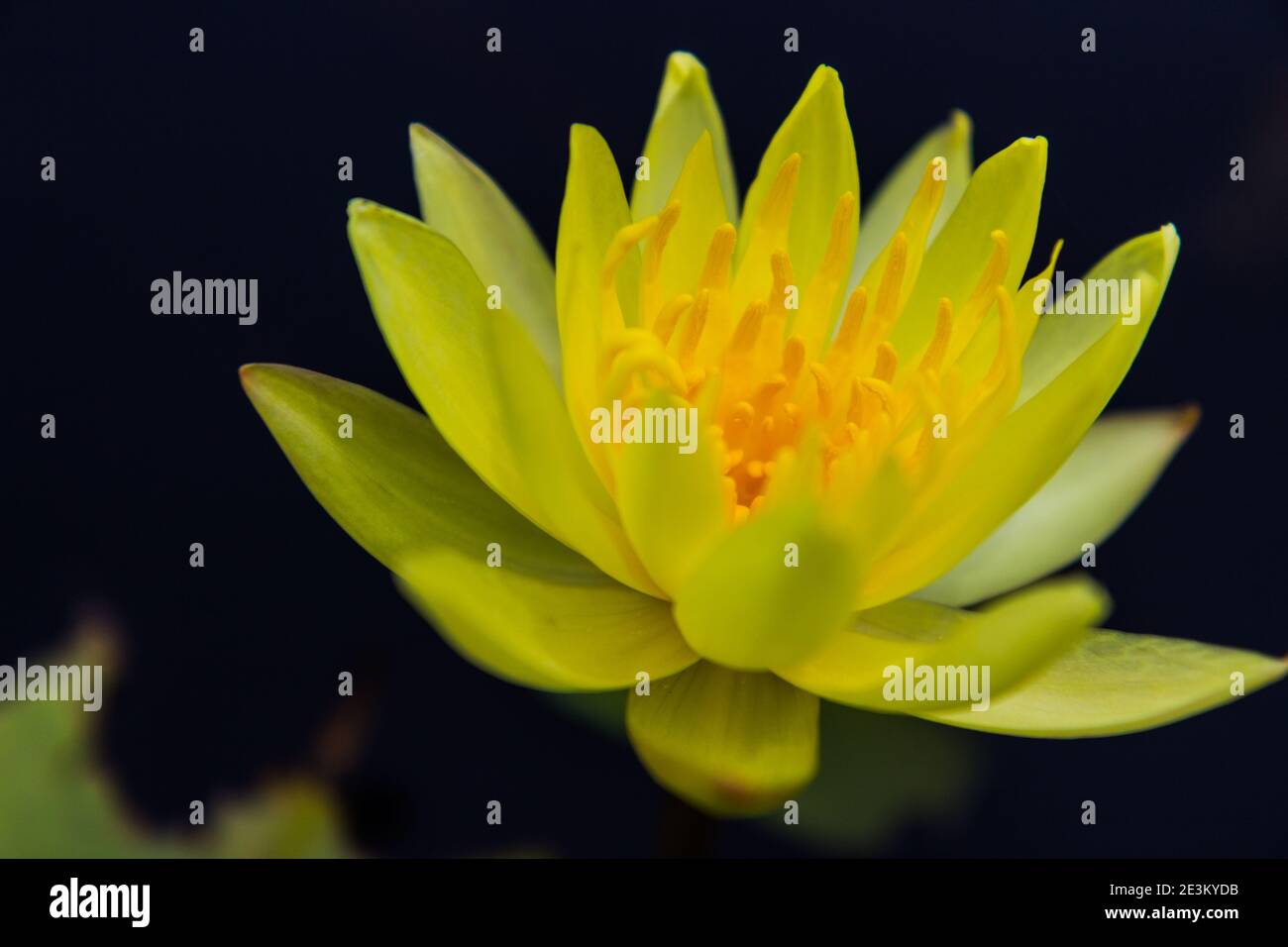 Bel giglio d'acqua giallo in fiore Foto Stock