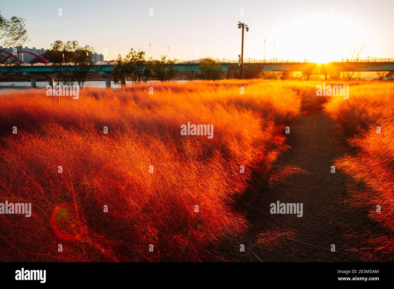 Nakdong fiume Pink Muhly Grass giardino al tramonto ad Andong, Corea Foto Stock